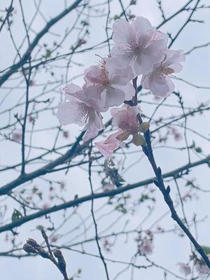 ユイの写メ日記｜秘書室 吉原高級店ソープ
