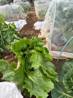 姫桃ももの写メ日記｜ラビアンローズ 吉原高級店ソープ