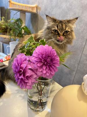 姫桃ももの写メ日記｜ラビアンローズ 吉原高級店ソープ