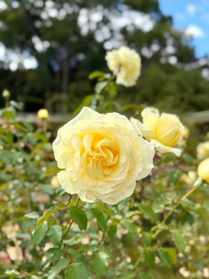 リオナの写メ日記|ラビアンローズ 吉原高級店ソープ