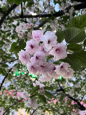 りのの写メ日記｜ルピナス 吉原高級店ソープ