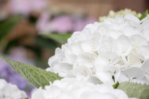 ななせの写メ日記｜ルピナス 吉原高級店ソープ