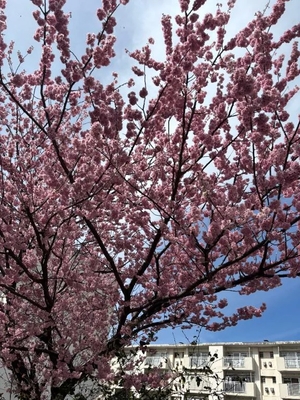 臼木あまねの写メ日記｜リュクス～LUXE～ 吉原高級店ソープ