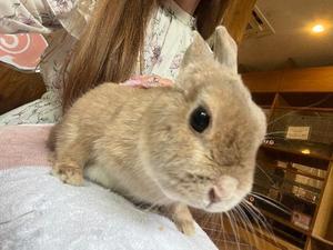 姫乃ゆりなの写メ日記｜リュクス～LUXE～ 吉原高級店ソープ