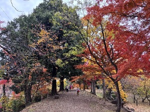 Ioriの写メ日記｜ラグジュアリー 吉原高級店ソープ