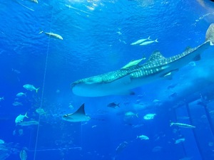 Mikuriの写メ日記｜ラグジュアリー 吉原高級店ソープ