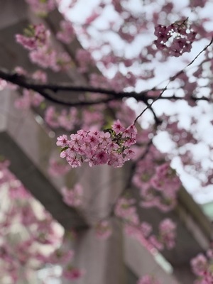 Raraの写メ日記｜ラグジュアリー 吉原高級店ソープ