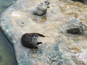 Otoの写メ日記｜ラグジュアリー 吉原高級店ソープ