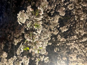 Fukaの写メ日記｜ラグジュアリー 吉原高級店ソープ