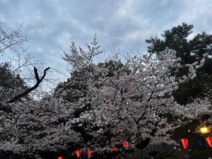 Kanoの写メ日記｜ラグジュアリー 吉原高級店ソープ