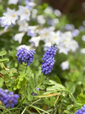 Oukaの写メ日記｜ラグジュアリー 川崎高級店ソープ