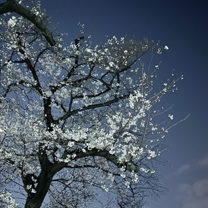 Asaの写メ日記｜ラグジュアリー 吉原高級店ソープ