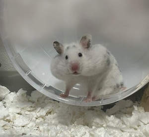 Hatsuneの写メ日記｜ラグジュアリー 吉原高級店ソープ