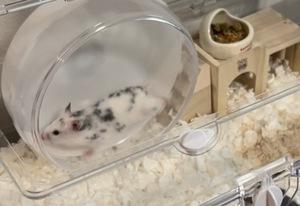 Hatsuneの写メ日記｜ラグジュアリー 吉原高級店ソープ