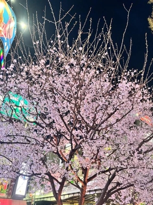 すいの写メ日記｜聖女～マリア～ 吉原高級店ソープ