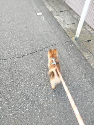ほたるの写メ日記｜オペラ 吉原高級店ソープ