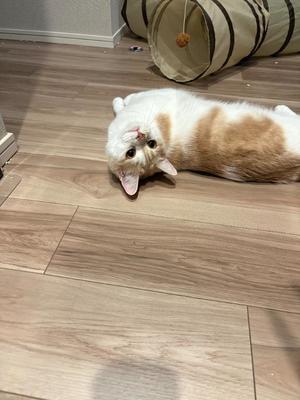 亜依の写メ日記｜王室 吉原高級店ソープ