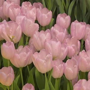 亜依の写メ日記｜王室 吉原高級店ソープ