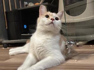 亜依の写メ日記｜王室 吉原高級店ソープ
