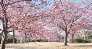 みやびの写メ日記｜王室 吉原高級店ソープ