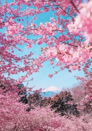 みやびの写メ日記｜王室 吉原高級店ソープ