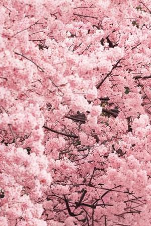 みやびの写メ日記｜王室 吉原高級店ソープ