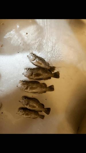 水樹の写メ日記｜パンドラ 吉原高級店ソープ