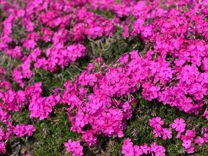 桜井の写メ日記｜パンドラ 吉原高級店ソープ