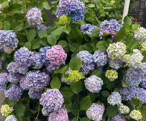 Mitsuの写メ日記｜プレミアム 吉原高級店ソープ