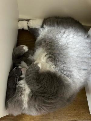 Shikiの写メ日記｜プレミアム 川崎高級店ソープ