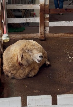 Kashuの写メ日記｜プレミアム 吉原高級店ソープ