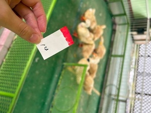 Kashuの写メ日記｜プレミアム 吉原高級店ソープ