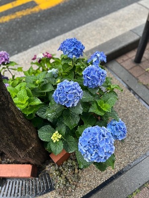 Kashuの写メ日記｜プレミアム 吉原高級店ソープ