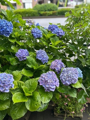 Kashuの写メ日記｜プレミアム 吉原高級店ソープ