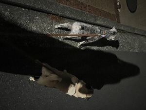 Kuraraの写メ日記｜プレミアム 吉原高級店ソープ