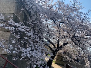 Kuraraの写メ日記｜プレミアム 吉原高級店ソープ