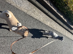 Kuraraの写メ日記｜プレミアム 吉原高級店ソープ