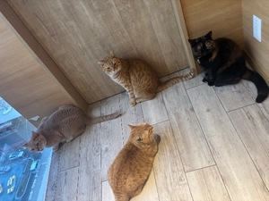 Irohaの写メ日記｜プレミアム 吉原高級店ソープ