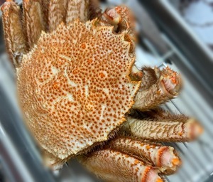 Yuriの写メ日記｜プレミアム 吉原高級店ソープ