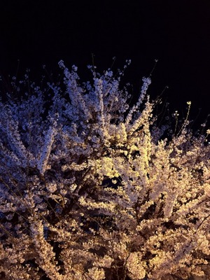 Yuriの写メ日記｜プレミアム 吉原高級店ソープ