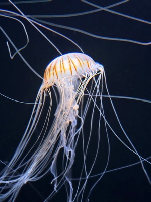 Ritoの写メ日記｜プレミアム 吉原高級店ソープ