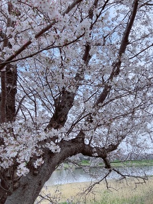 Manonの写メ日記｜プレミアム 吉原高級店ソープ