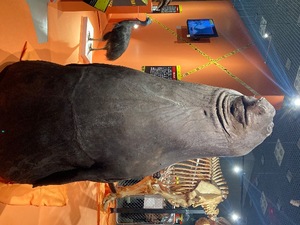 Kobatoの写メ日記｜プレミアム 吉原高級店ソープ