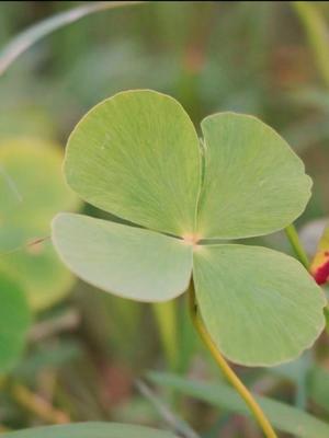 白藤の写メ日記｜プレジデントクラブ 吉原高級店ソープ
