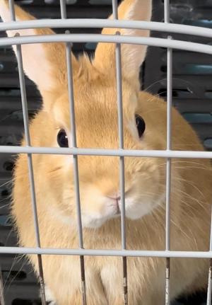 月島ももの写メ日記｜プレジデントクラブ 吉原高級店ソープ