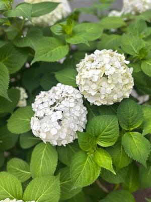 白石ゆかりの写メ日記｜プレジデントクラブ 吉原高級店ソープ