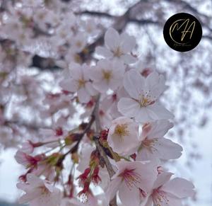 有村真理愛の写メ日記｜プレジデントクラブ 吉原高級店ソープ