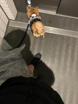 一条彩香の写メ日記｜プレジデントクラブ 吉原高級店ソープ