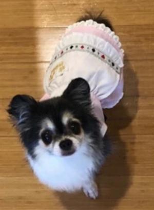 一条彩香の写メ日記｜プレジデントクラブ 吉原高級店ソープ