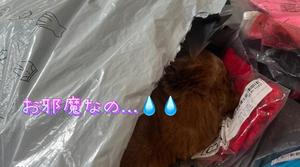 一条彩香の写メ日記｜プレジデントクラブ 吉原高級店ソープ